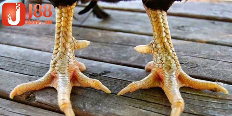 Hướng dẫn cách xem vảy gà J88 với nhiều lợi ích quan trọng