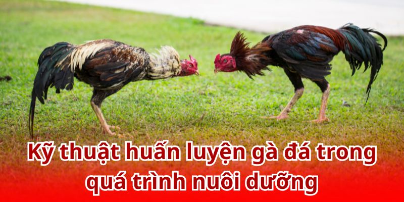 Các bài tập không thể bỏ qua trong cách nuôi gà đá