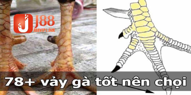 Khám phá TOP vảy gà chọi hiếm có hiện nay